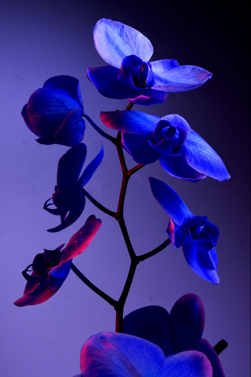 I Used Controversial Videos To Light These Unique Pictures Of Flowers