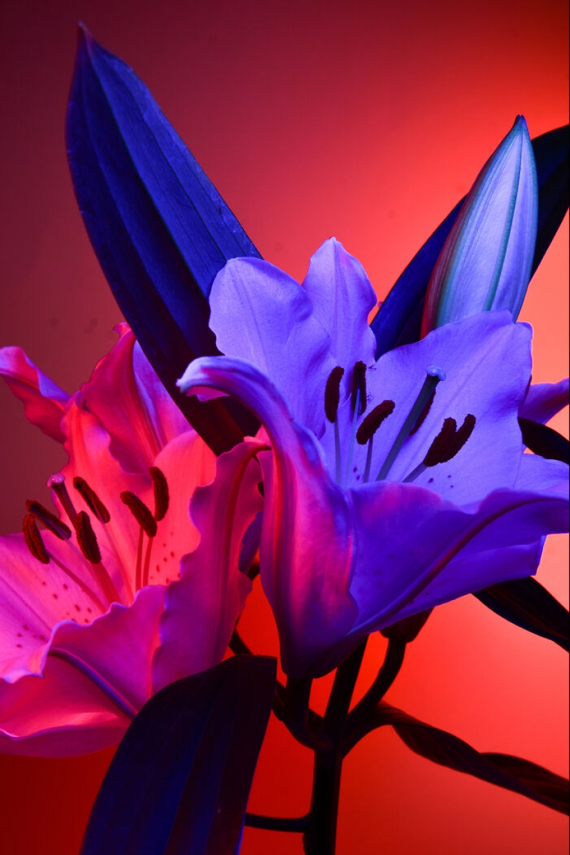 I Used Controversial Videos To Light These Unique Pictures Of Flowers