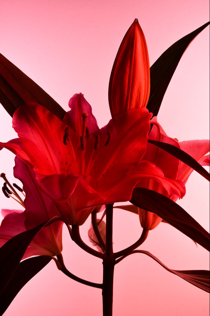 I Used Controversial Videos To Light These Unique Pictures Of Flowers