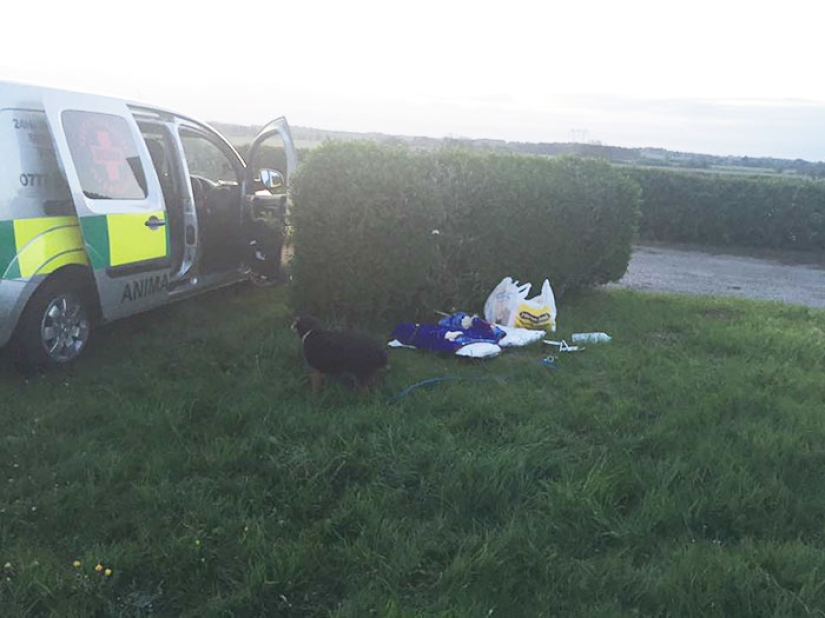 "I'm sorry, I don't need it": a British man was entrusted with a dog, and he threw it into a field