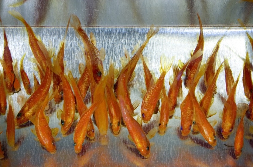 Impresionantes dibujos tridimensionales del artista japonés Ryusuke Fukahori Impresionantes dibujos tridimensionales del artista japonés Ryusuke Fukahori