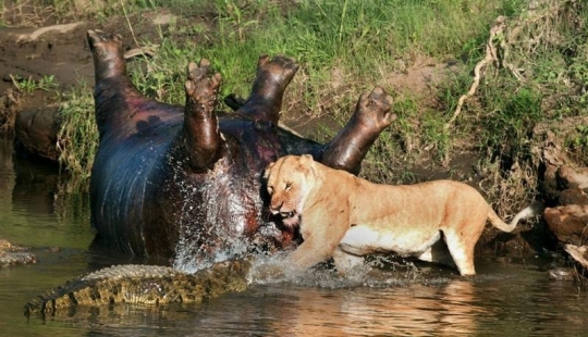 Impresionantes imágenes del enfrentamiento entre una leona y cocodrilos