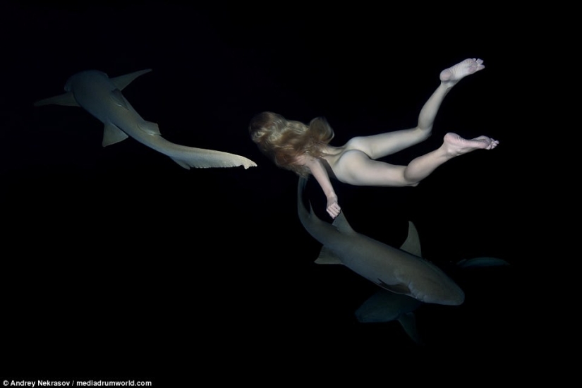 Impresionantes imágenes submarinas: Modelo rusa desnuda nada con tiburones