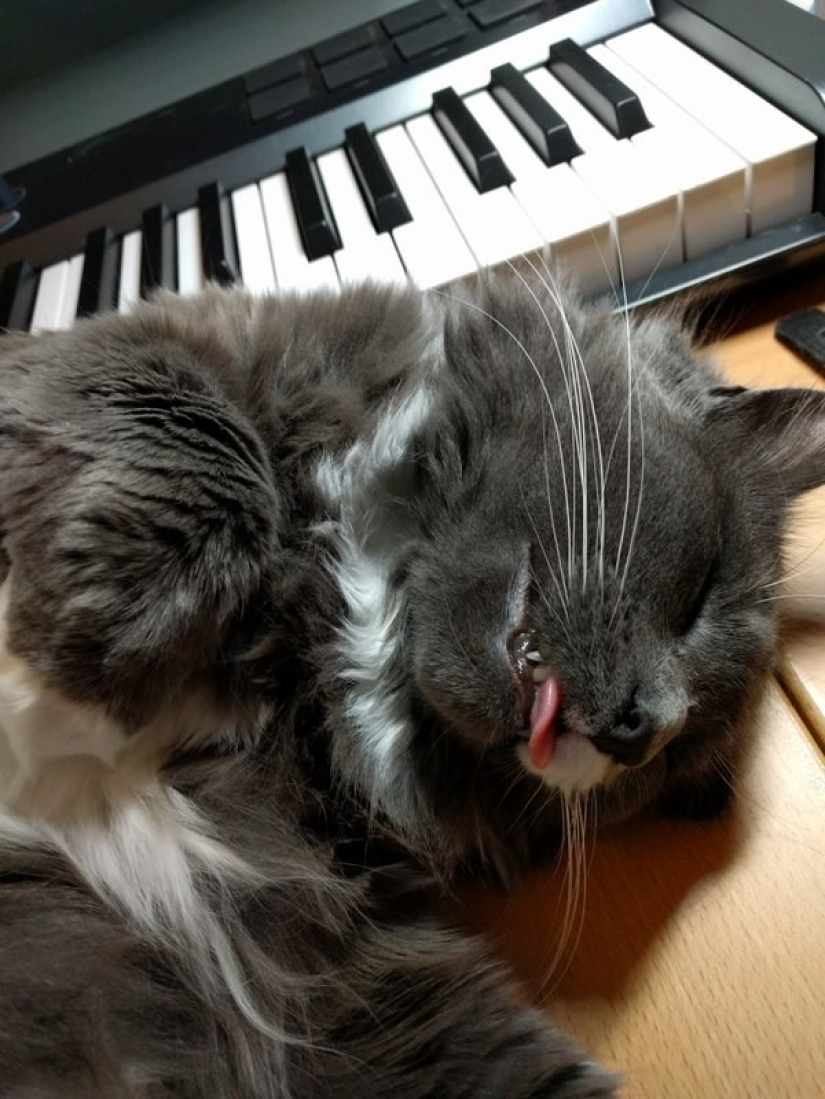 In a complete blackout: very sound asleep cats and cats with the most stupid muzzles In a complete blackout: very sound asleep cats and cats with the most stupid muzzles