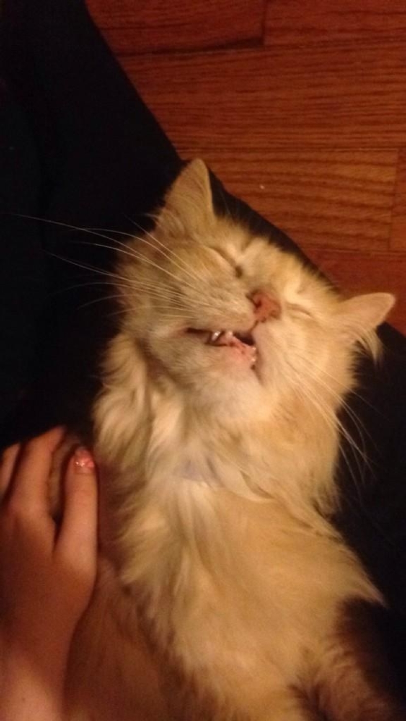 In a complete blackout: very sound asleep cats and cats with the most stupid muzzles In a complete blackout: very sound asleep cats and cats with the most stupid muzzles