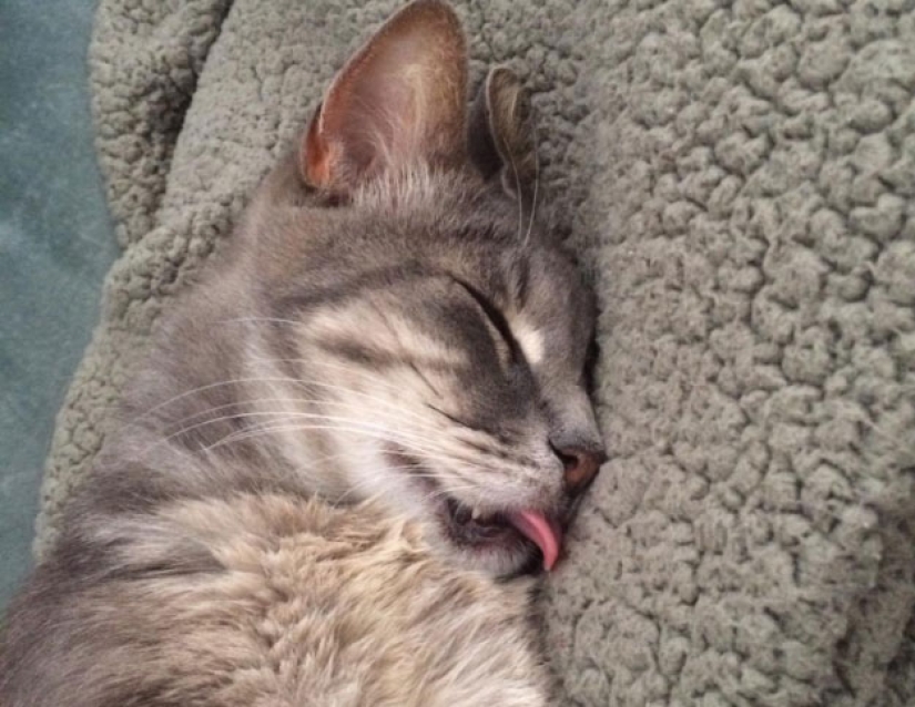 In a complete blackout: very sound asleep cats and cats with the most stupid muzzles In a complete blackout: very sound asleep cats and cats with the most stupid muzzles