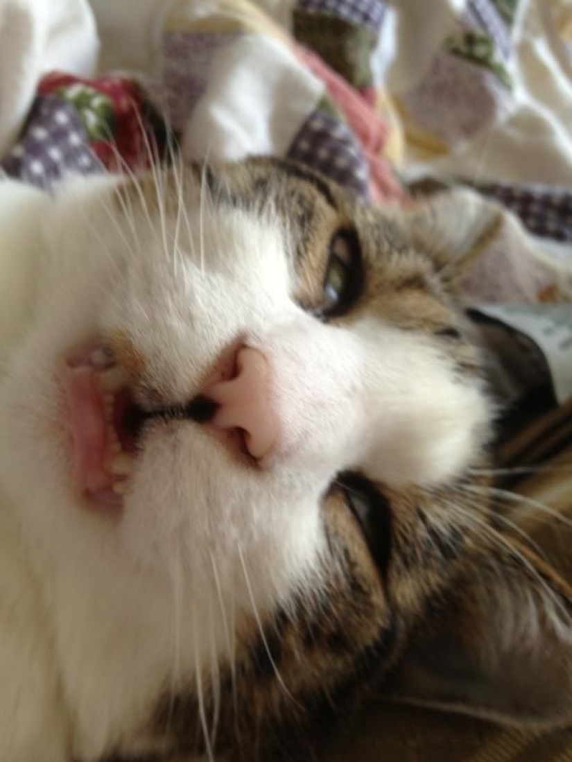 In a complete blackout: very sound asleep cats and cats with the most stupid muzzles In a complete blackout: very sound asleep cats and cats with the most stupid muzzles