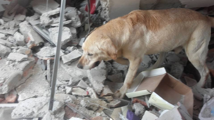 In Ecuador, the dog rescued 7 people from the rubble and died of dehydration In Ecuador, the dog rescued 7 people from the rubble and died of dehydration