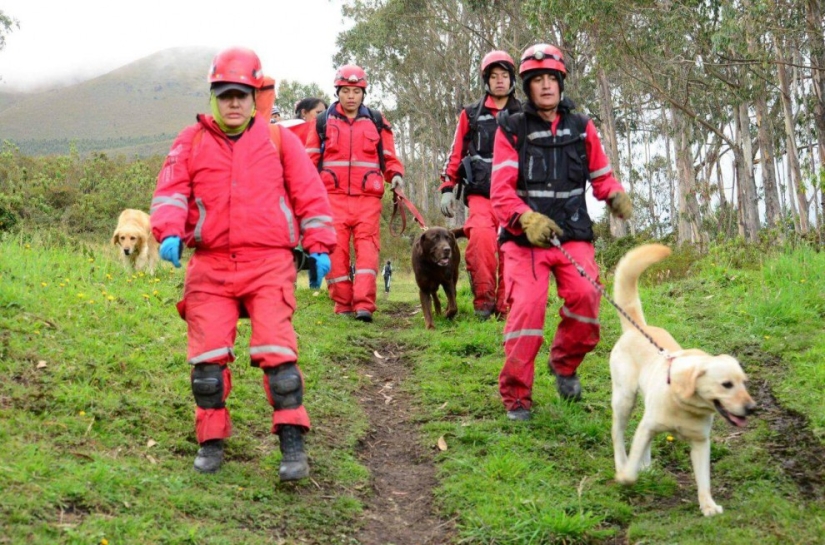 In Ecuador, the dog rescued 7 people from the rubble and died of dehydration In Ecuador, the dog rescued 7 people from the rubble and died of dehydration