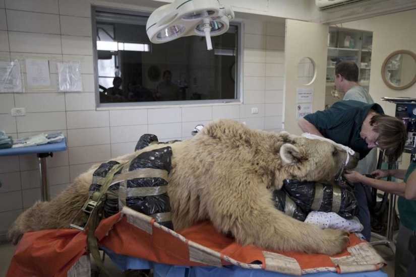 In Israel, the first operation on the spine of a bear In Israel, the first operation on the spine of a bear