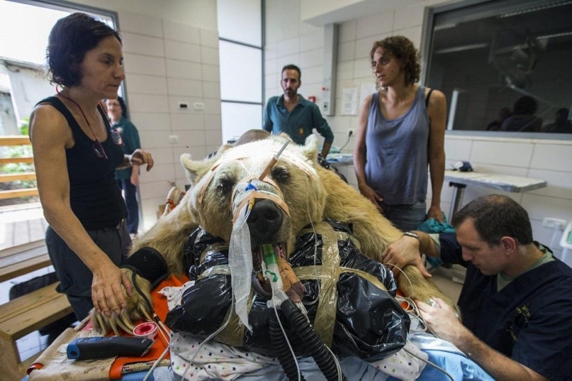 In Israel, the first operation on the spine of a bear In Israel, the first operation on the spine of a bear