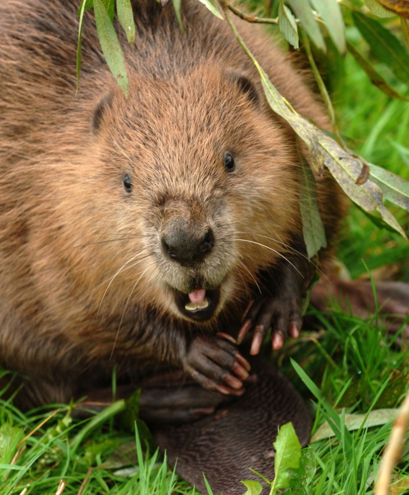 In Latvia, an unbalanced beaver treacherously attacked a passerby