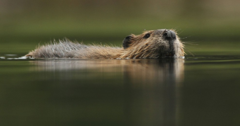 In Latvia, an unbalanced beaver treacherously attacked a passerby
