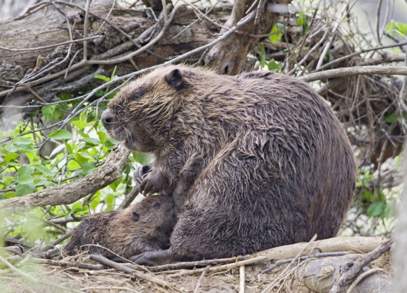 In Latvia, an unbalanced beaver treacherously attacked a passerby