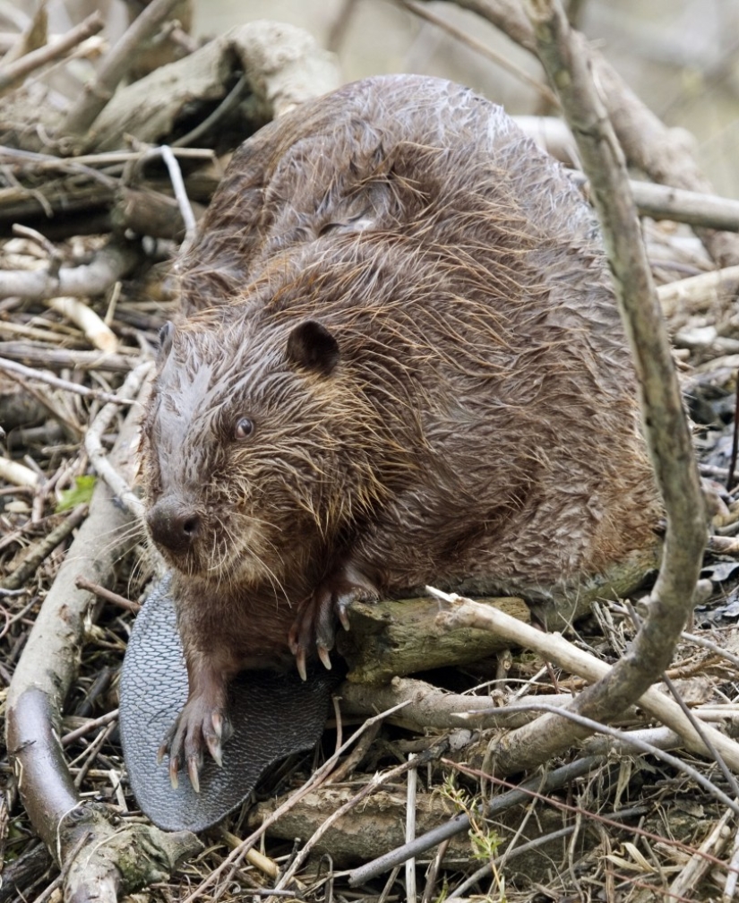 In Latvia, an unbalanced beaver treacherously attacked a passerby