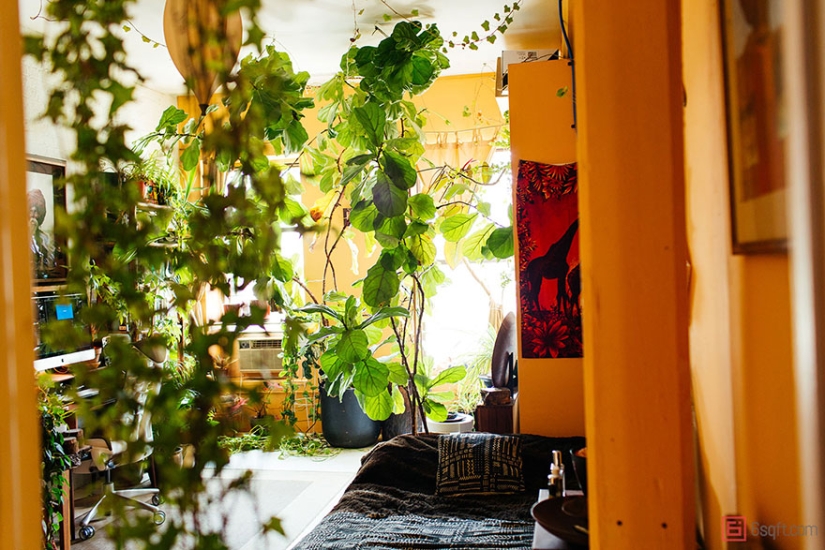 In the urban jungle: a model from New York grows more than 500 plants in an apartment In the urban jungle: a model from New York grows more than 500 plants in an apartment