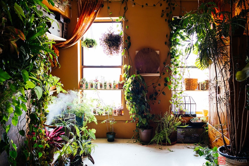 In the urban jungle: a model from New York grows more than 500 plants in an apartment In the urban jungle: a model from New York grows more than 500 plants in an apartment