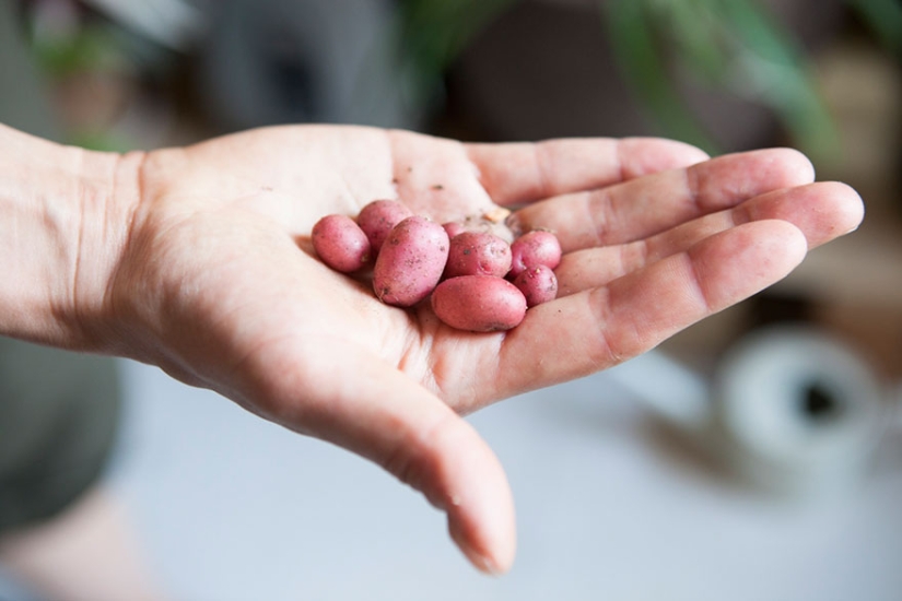 In the urban jungle: a model from New York grows more than 500 plants in an apartment In the urban jungle: a model from New York grows more than 500 plants in an apartment