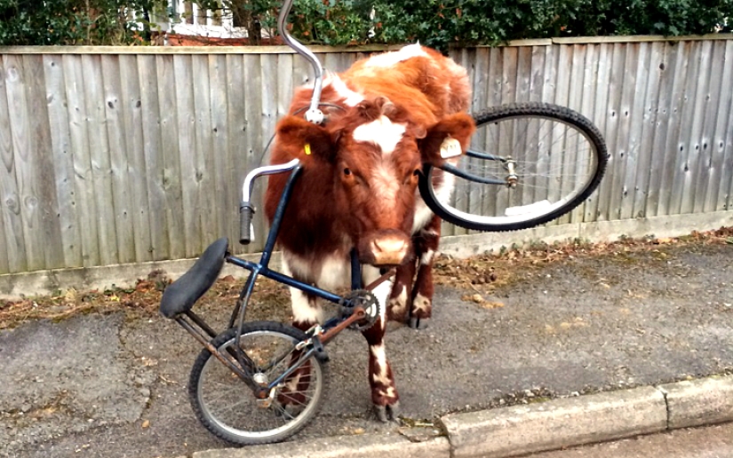 In Winnie the Pooh's Footsteps: Stuck Beasts In Winnie the Pooh's Footsteps: Stuck Beasts