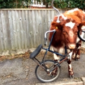 In Winnie the Pooh's Footsteps: Stuck Beasts