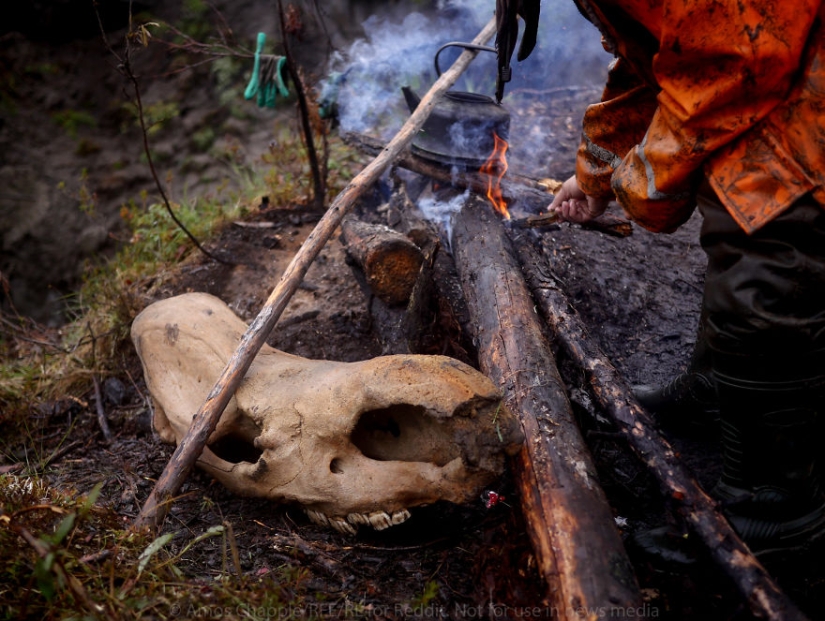 In Yakutia, a new "gold rush" — hunting for mammoth tusks