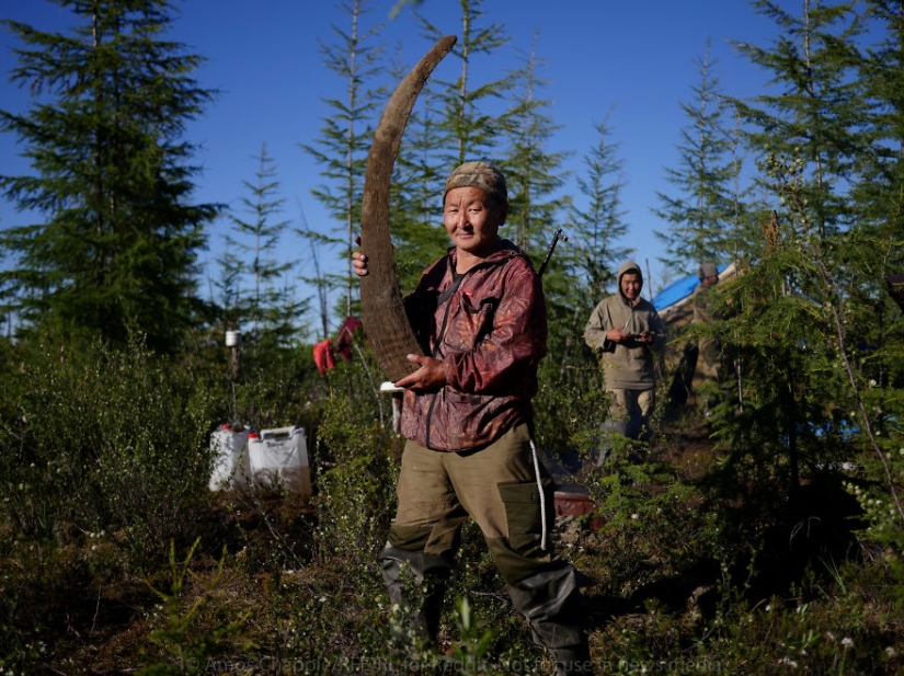 In Yakutia, a new "gold rush" — hunting for mammoth tusks