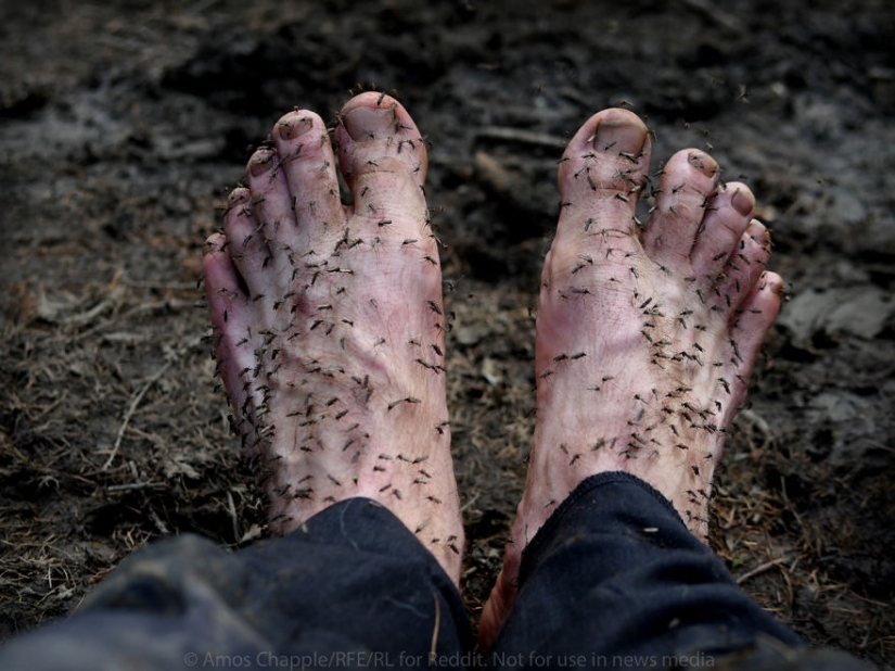 In Yakutia, a new "gold rush" — hunting for mammoth tusks