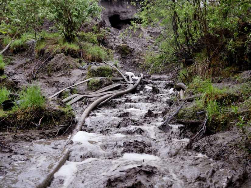 In Yakutia, a new "gold rush" — hunting for mammoth tusks