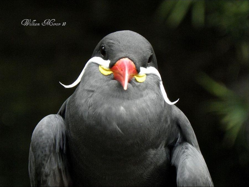 Inca tern - un pájaro con bigote Inca tern - un pájaro con bigote