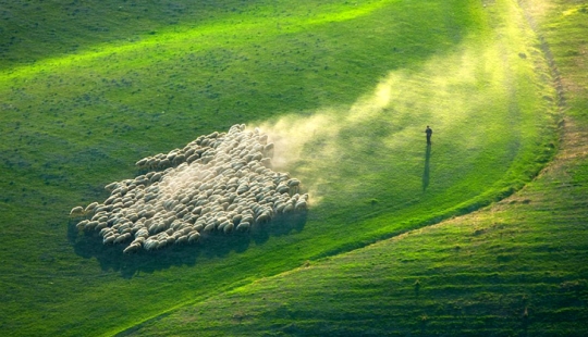 Increíble caza de ovejas en la Toscana