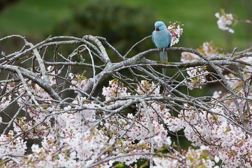 Increíble Maple Glen en Nueva Zelanda Increíble Maple Glen en Nueva Zelanda