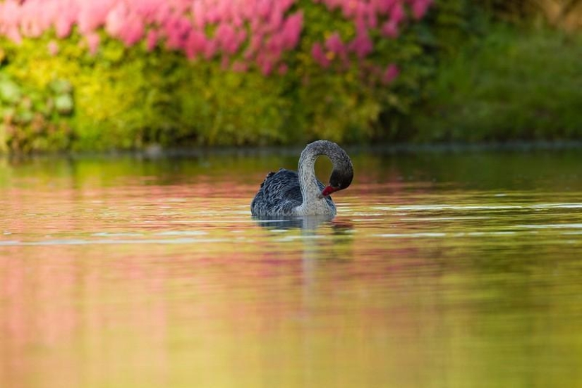 Increíble Maple Glen en Nueva Zelanda Increíble Maple Glen en Nueva Zelanda