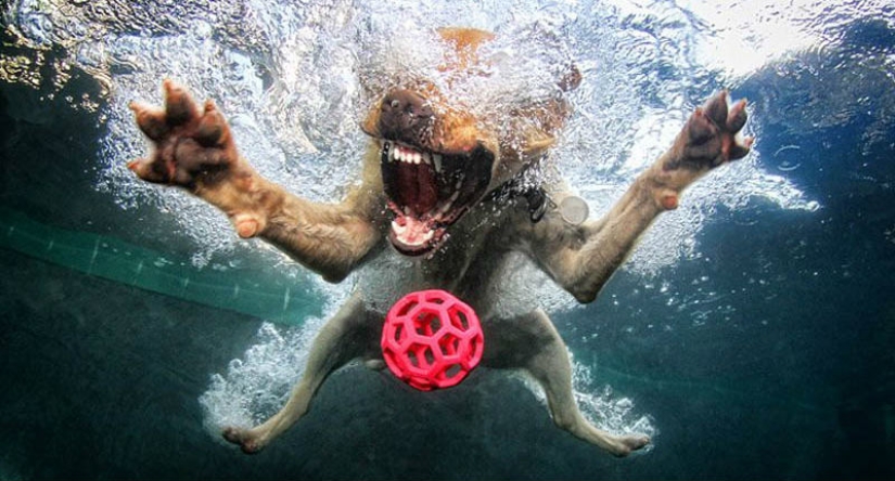 Increíble positivo: los perros atrapan una pelota bajo el agua Increíble positivo: los perros atrapan una pelota bajo el agua