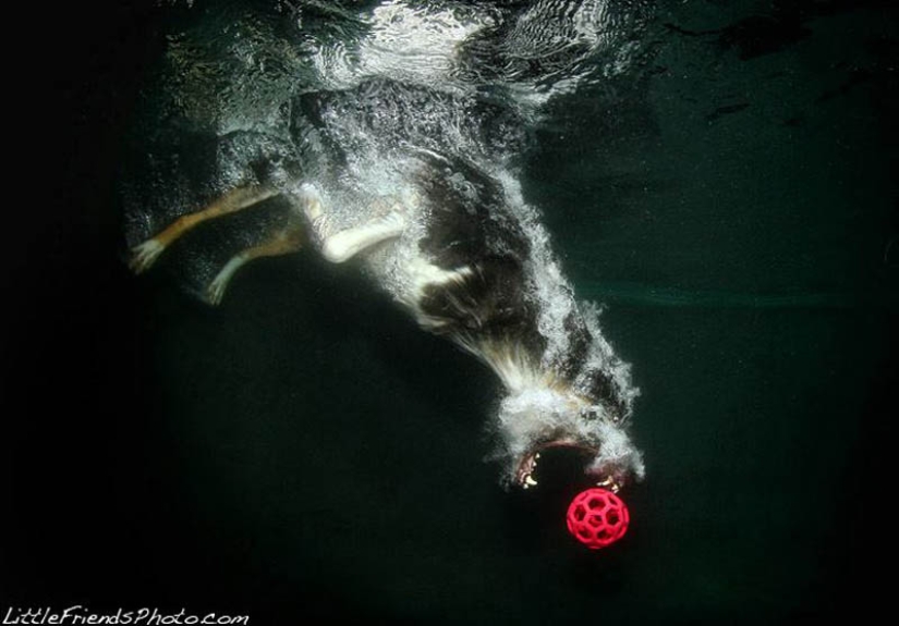 Increíble positivo: los perros atrapan una pelota bajo el agua Increíble positivo: los perros atrapan una pelota bajo el agua