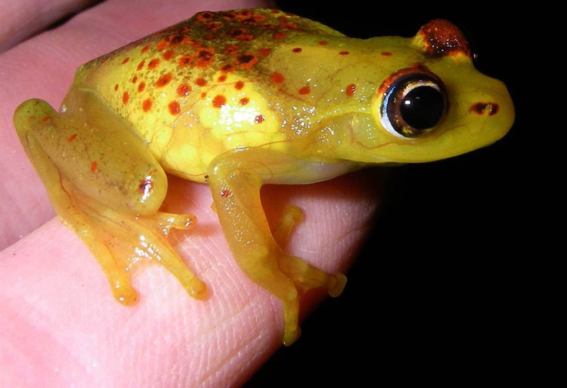 Increíbles criaturas de Madagascar Increíbles criaturas de Madagascar