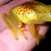 Increíbles criaturas de Madagascar