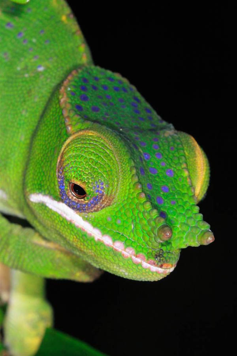 Increíbles criaturas de Madagascar Increíbles criaturas de Madagascar