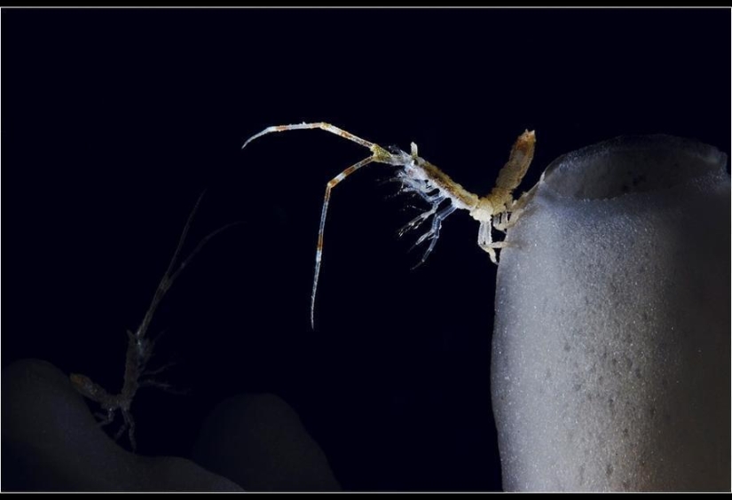 Increíbles fotos heladas de John Weller Increíbles fotos heladas de John Weller