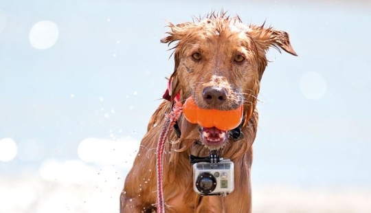 Increíbles fotos tomadas por animales.