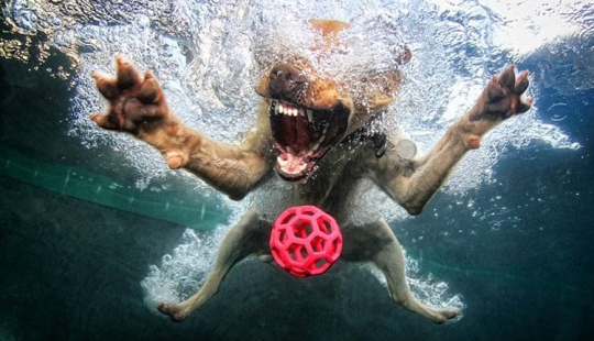 Incredible positive: dogs catch a ball underwater