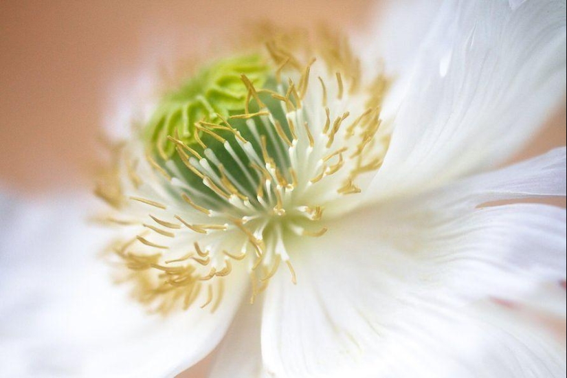 Incredibly delicate work by photographer Mandy Disher