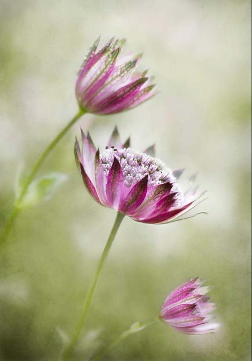 Incredibly delicate work by photographer Mandy Disher