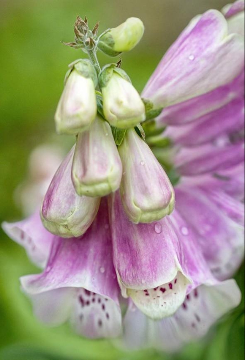 Incredibly delicate work by photographer Mandy Disher
