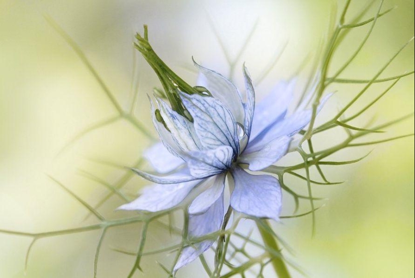 Incredibly delicate work by photographer Mandy Disher