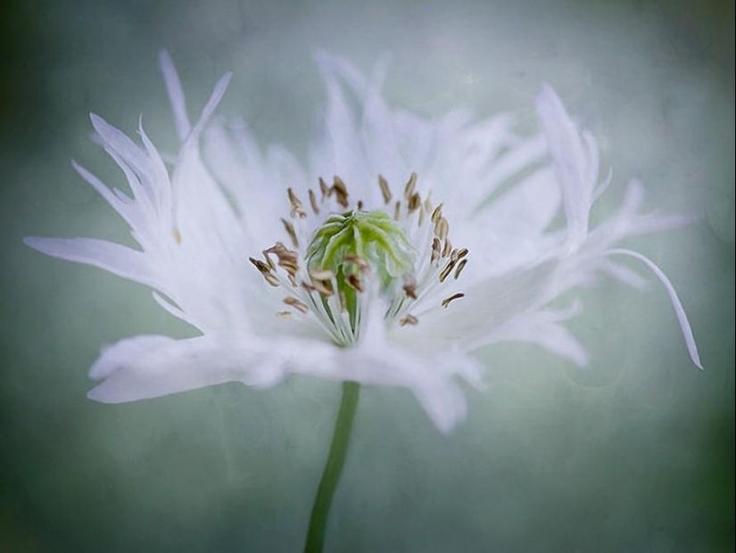 Incredibly delicate work by photographer Mandy Disher