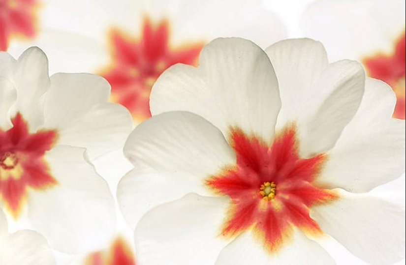Incredibly delicate work by photographer Mandy Disher