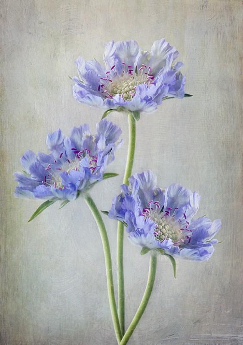 Incredibly delicate work by photographer Mandy Disher