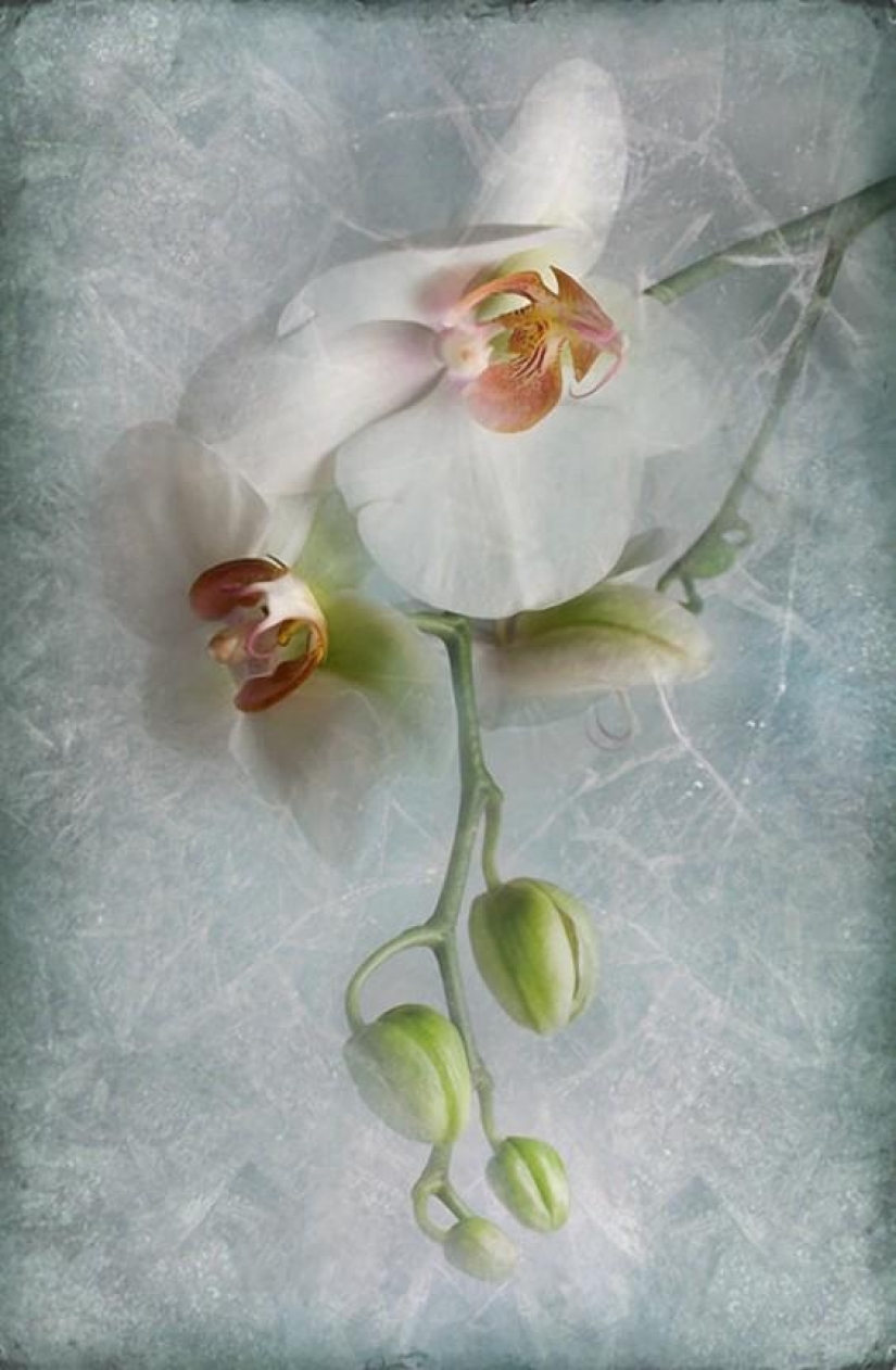 Incredibly delicate work by photographer Mandy Disher