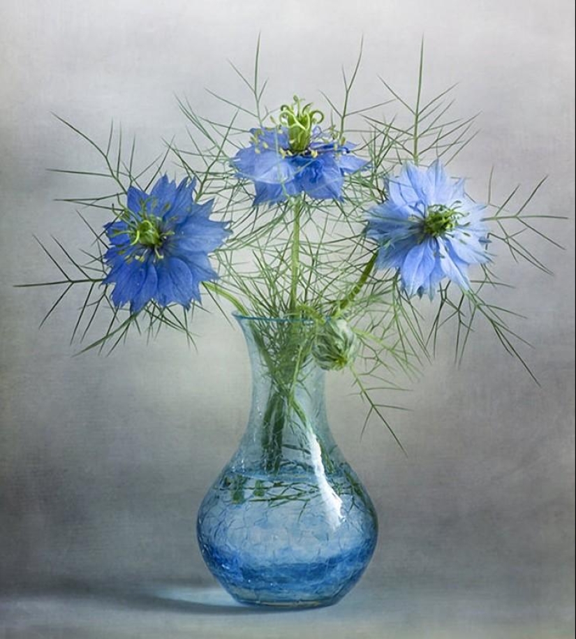 Incredibly delicate work by photographer Mandy Disher