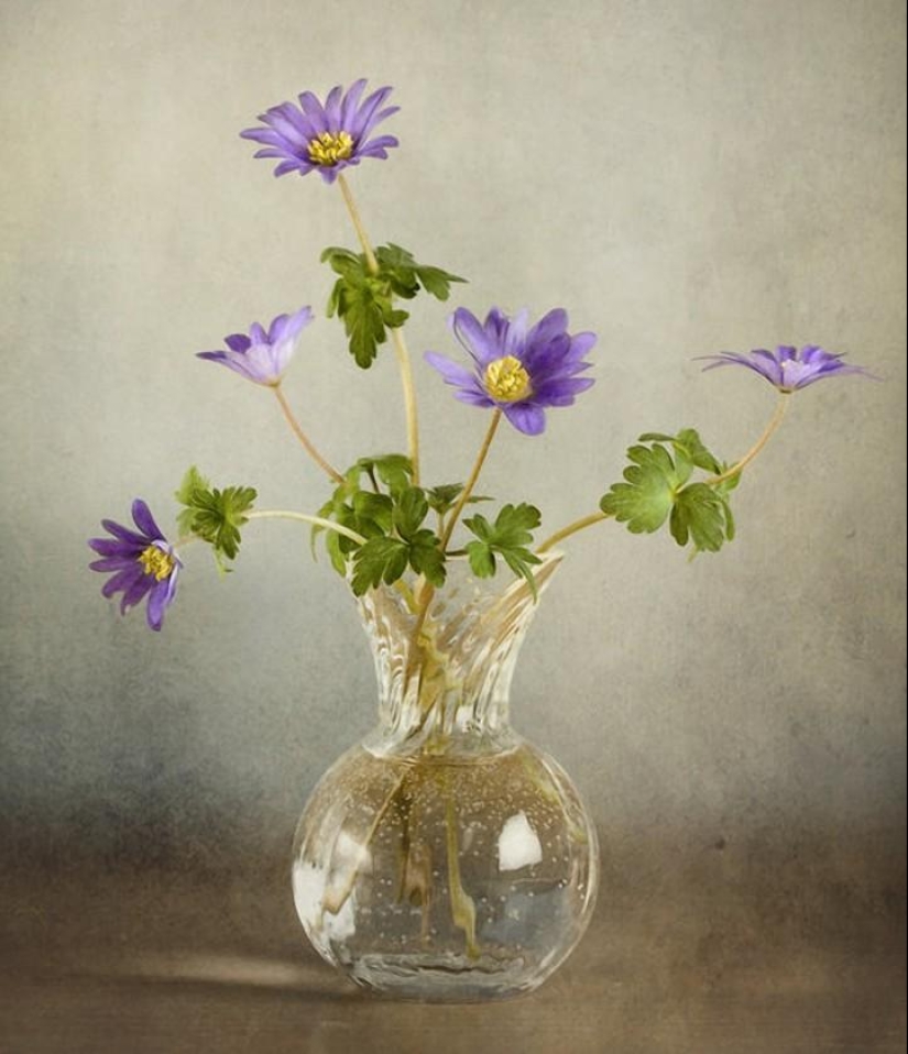 Incredibly delicate work by photographer Mandy Disher